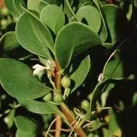 thumbnail for publication: Scaevola plumieri Inkberry